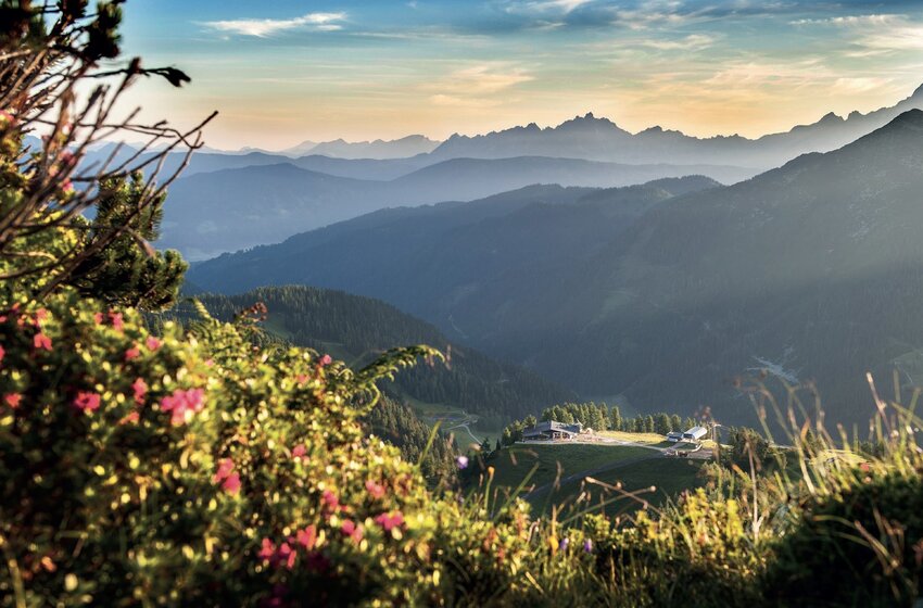 Blühende Almwiese im Vordergrund mit Blick auf Berghütte und tief gestaffelte Berglandschaft im Morgenlicht | © Zauchensee Liftgesellschaft Benedikt Scheffer GmbH